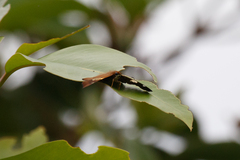 Netrocoryne repanda