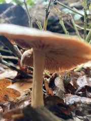 Rhodocollybia butyracea