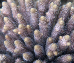 Acropora millepora