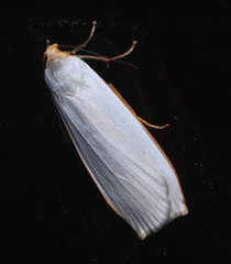Hesychopa chionora