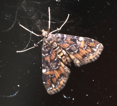 Elophila responsalis