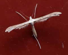 Stenoptilia zophodactylus