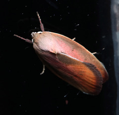 Ptyoptila matutinella