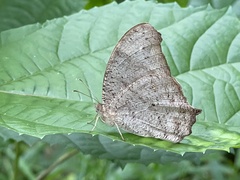 Melanitis leda