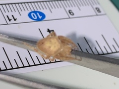 Eriophora ravilla