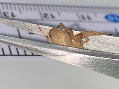 Eriophora ravilla
