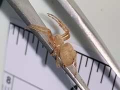 Eriophora ravilla