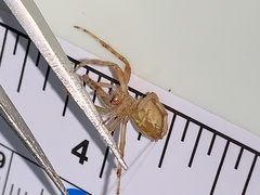 Eriophora ravilla