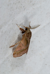 Sacada