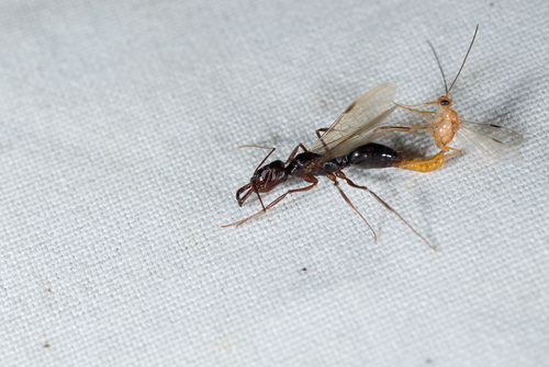 (c) Licheng Shih, some rights reserved (CC BY), uploaded by Licheng Shih