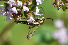 Pyropteron triannuliformis