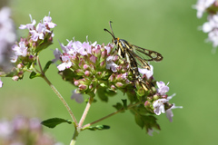 Pyropteron triannuliformis