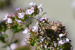 Pyropteron triannuliformis