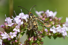 Pyropteron triannuliformis