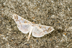 Polythlipta maceratalis