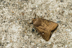 Athetis brunneolineosa