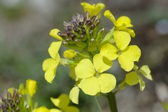 Erysimum nevadense collisparsum