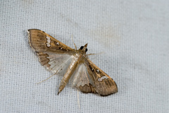 Maruca vitrata