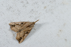 Hypena lignealis
