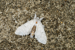 Cnethodonta grisescens