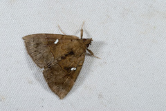 Bomolocha albopunctalis