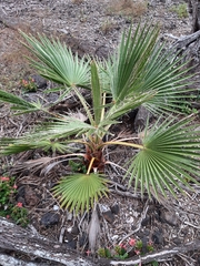 Washingtonia