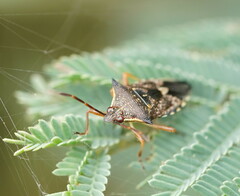 Oechalia schellenbergii