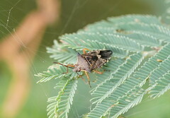 Oechalia schellenbergii