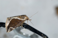 Hypena perspicua