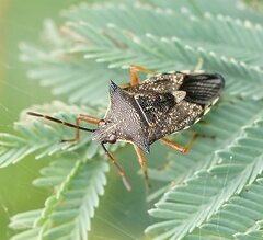 Oechalia schellenbergii