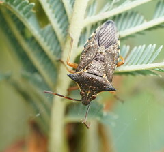 Oechalia schellenbergii