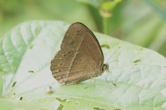 Mycalesis janardana