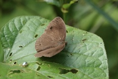 Mycalesis janardana