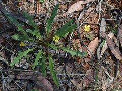 Goodenia glabra