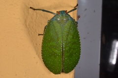 Aphaena aurantia