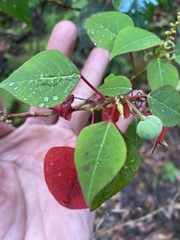 Homalanthus stillingiifolius