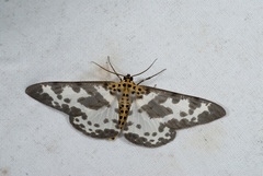 Percnia longitermen