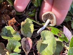 Psilocybe allenii