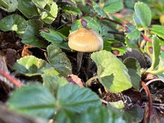 Psilocybe allenii