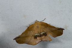 Garaeus apicata