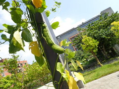 Canavalia ensiformis