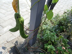 Canavalia ensiformis