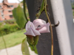 Canavalia ensiformis