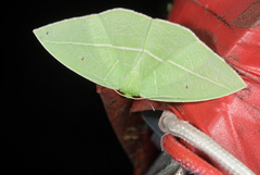 Tanaoctenia haliaria