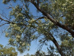 Lysicarpus angustifolius