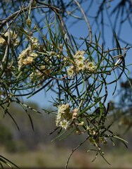 Lysicarpus angustifolius