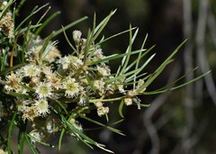 Lysicarpus angustifolius