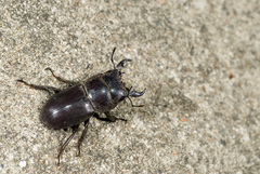 Serrognathus kyanrauensis