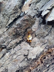Coccinellinae