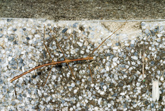 Phraortes formosanus